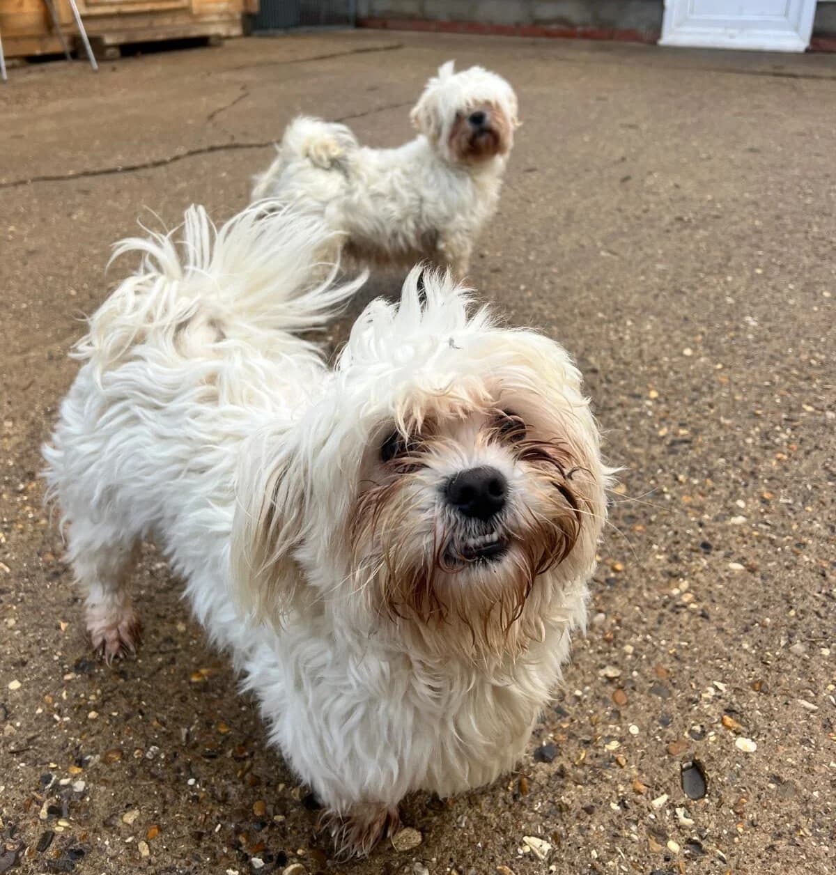 Beni & Bee,  (All Dogs Matter)
