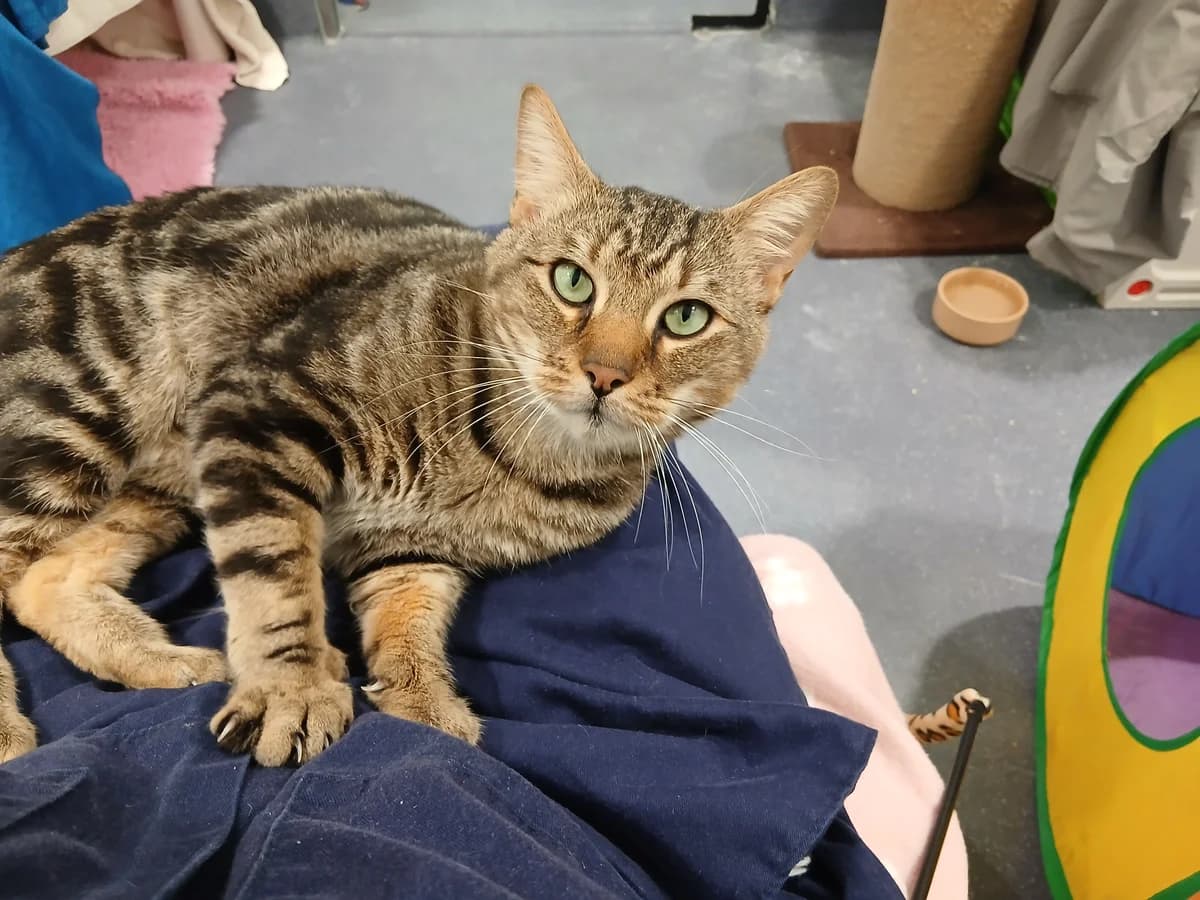 Benny, male senior Domestic Shorthair for adoption at Battersea Dogs & Cats Home, London