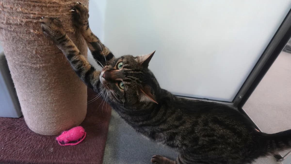 Berlioz Basquicat, male 5yo Mixed Breed for adoption at Battersea Dogs & Cats Home, London