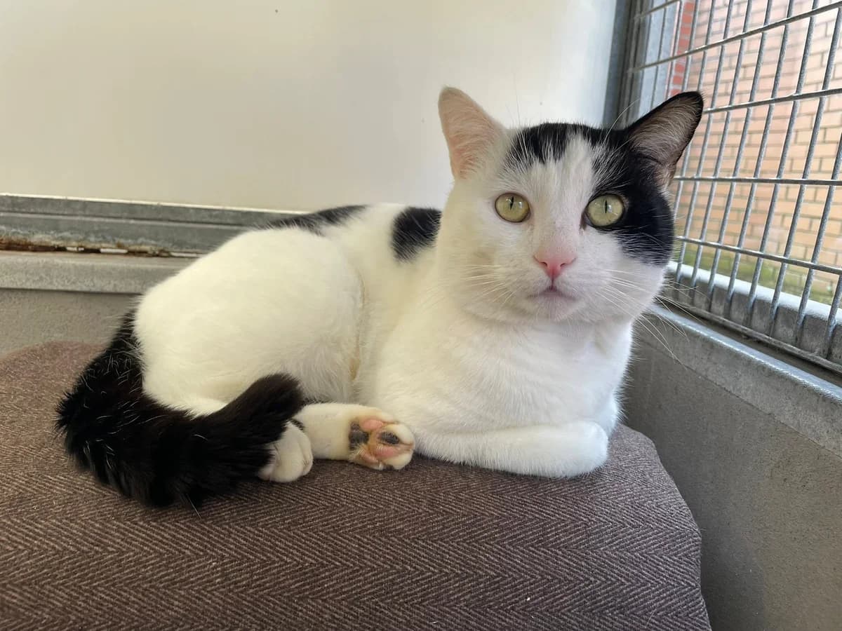 Bernie, male mixed breed for adoption at Bristol Animal Rescue Centre, Bristol