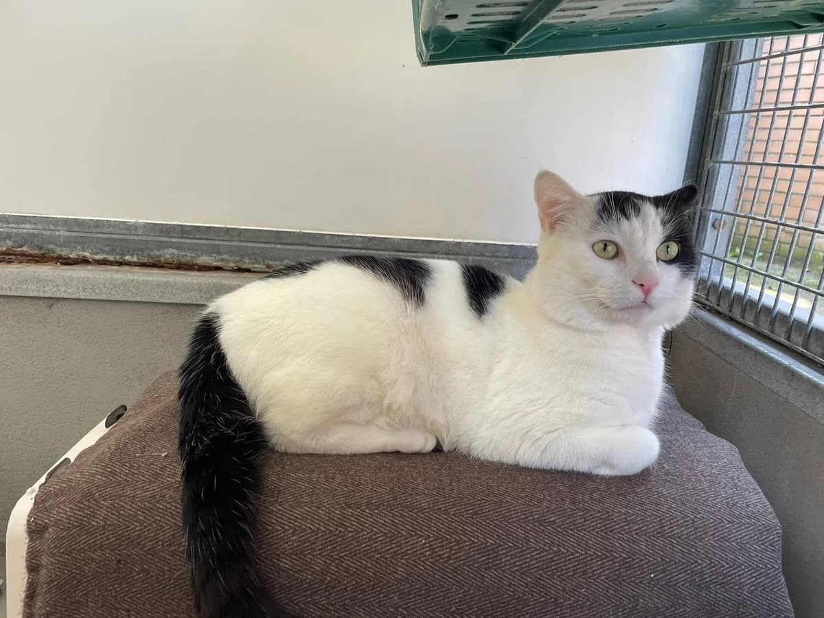 Bernie, white male mixed breed for adoption at Bristol Animal Rescue Centre, Bristol — photo 3 of 33