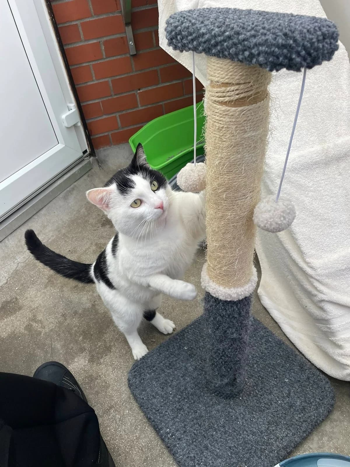 Bernie, white male mixed breed for adoption at Bristol Animal Rescue Centre, Bristol — photo 4 of 33