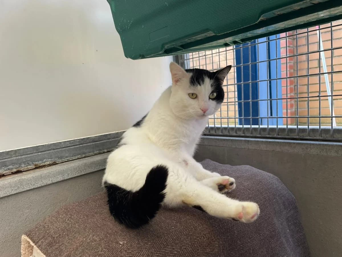 Bernie, white male mixed breed for adoption at Bristol Animal Rescue Centre, Bristol — photo 5 of 33