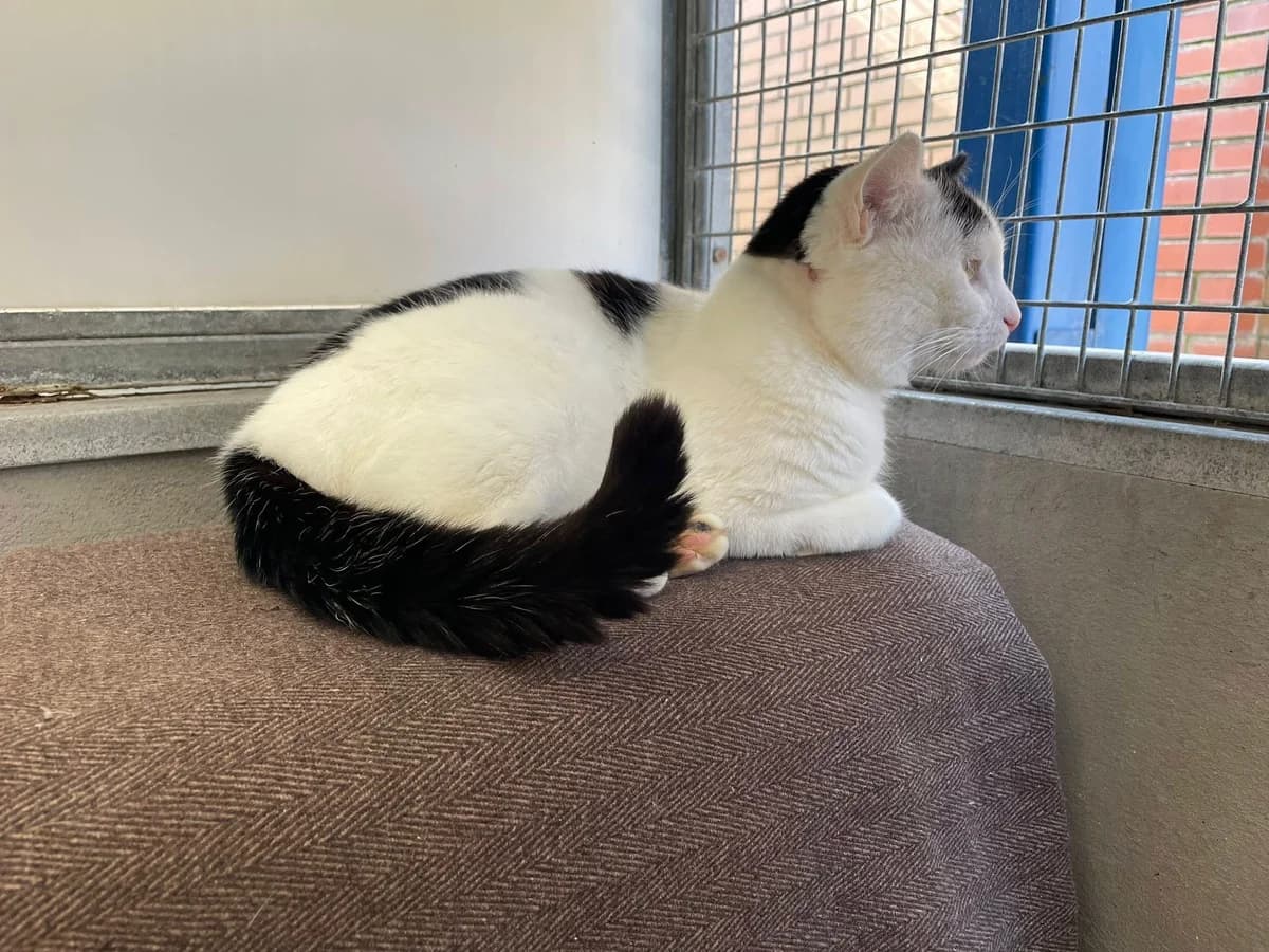 Bernie, white male mixed breed for adoption at Bristol Animal Rescue Centre, Bristol — photo 6 of 33