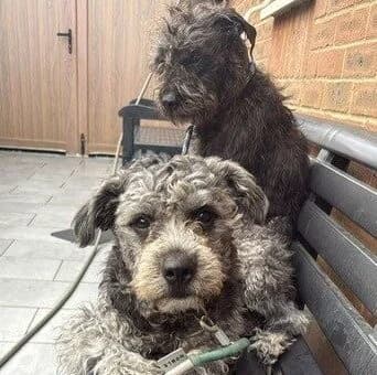 Bert & Ernie,  (All Dogs Matter)