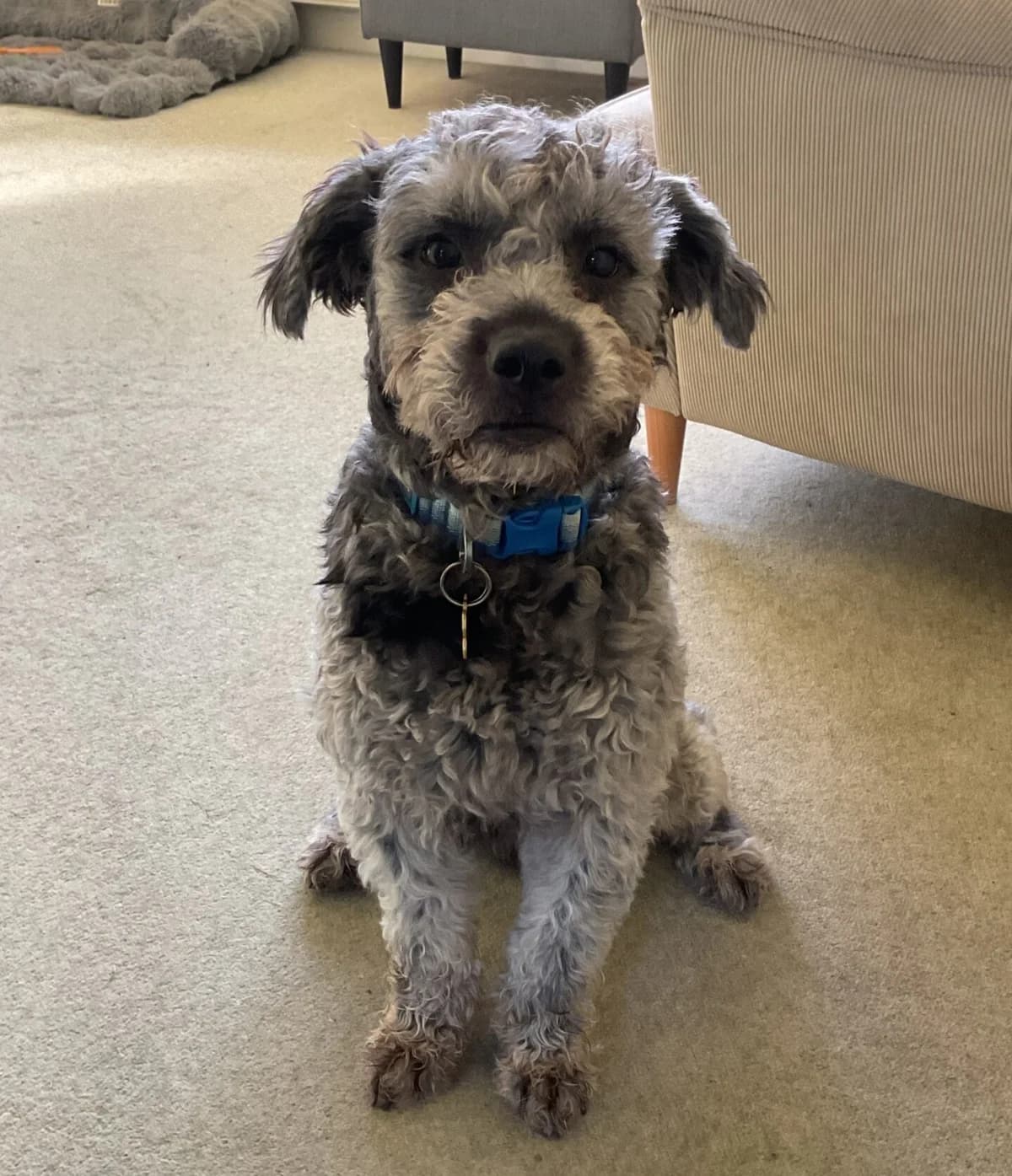 Bertie,  (All Dogs Matter)