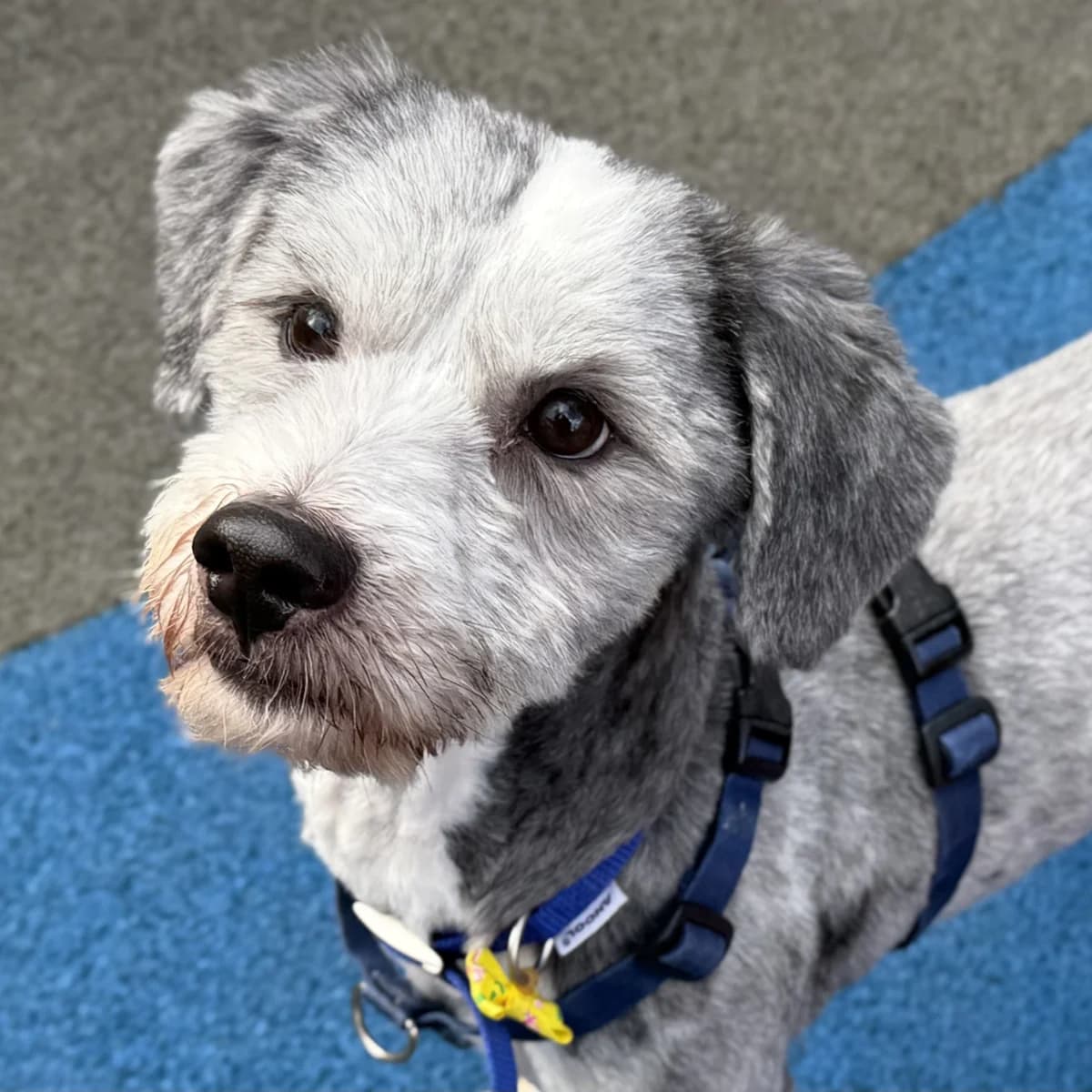 Bertie (& Lyla), Mixed Breed (Battersea Dogs & Cats Home)