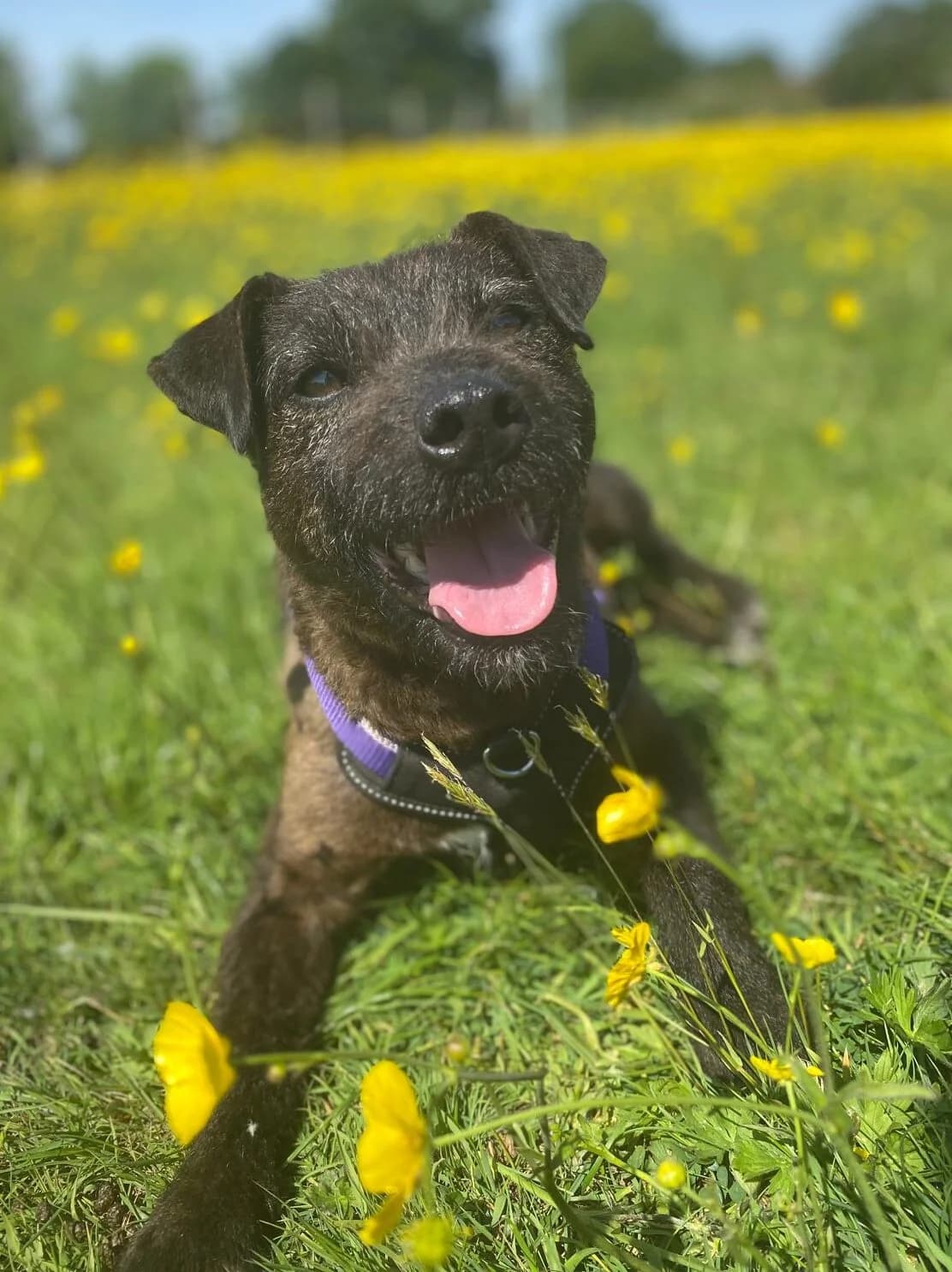 Betty,  (All Dogs Matter)