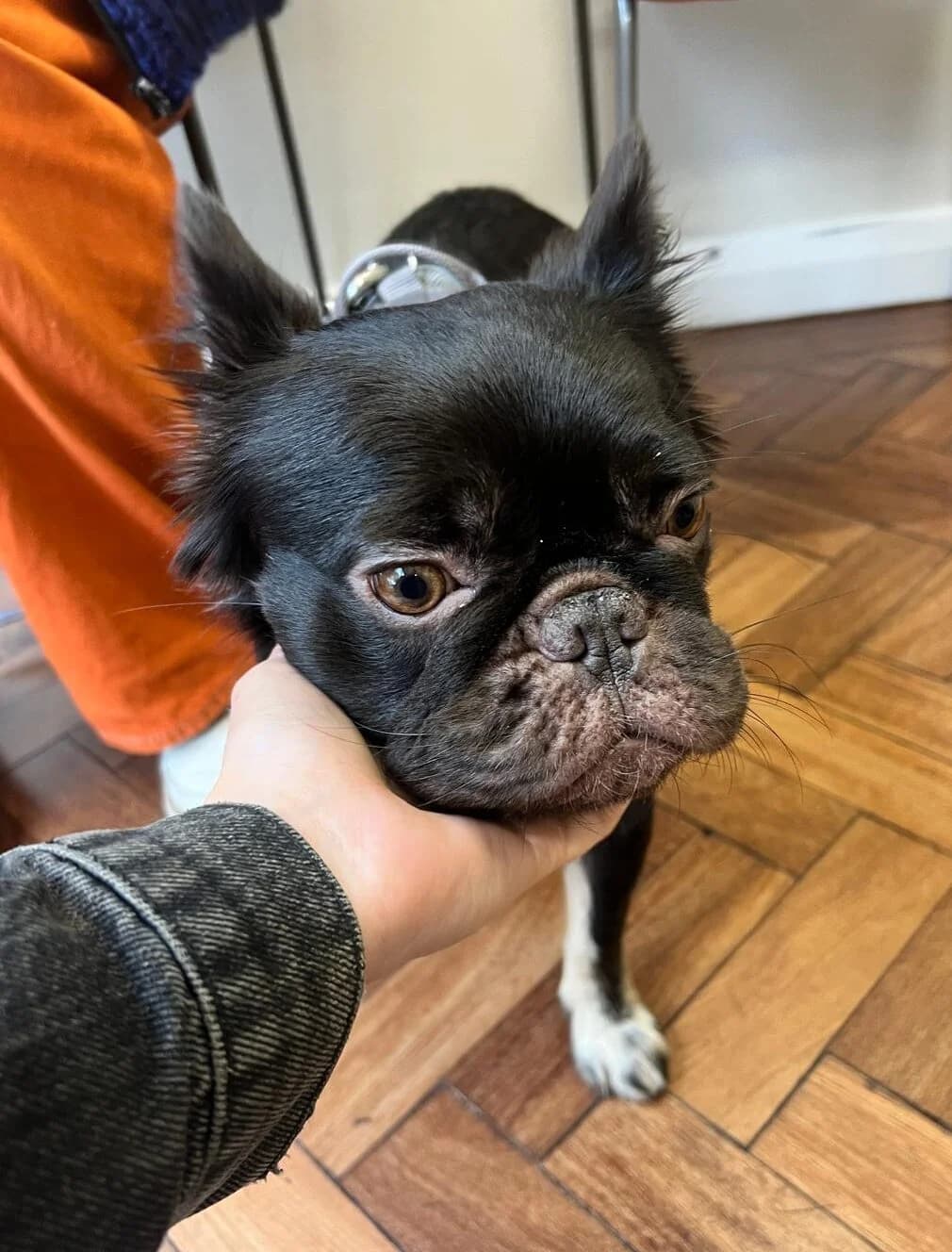 Bibi,  (All Dogs Matter)