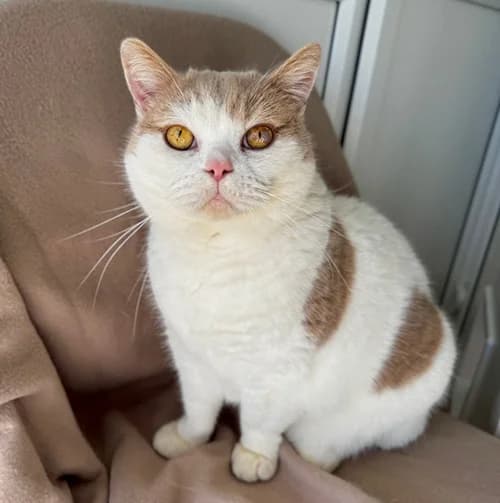 Bill – found a home, male Mixed Breed for adoption at Wadars Animal Rescue, Worthing