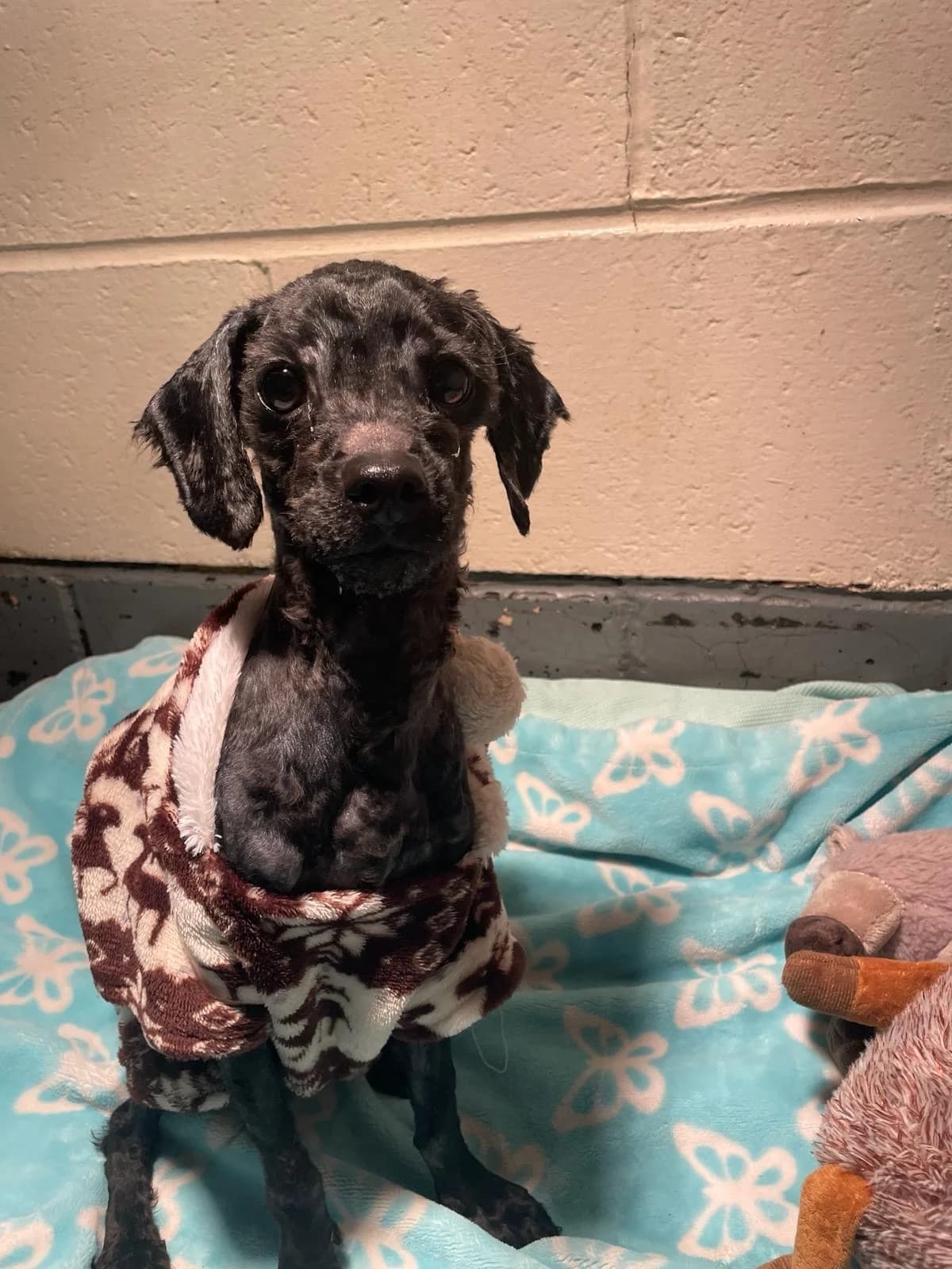 Billy,  (All Dogs Matter)
