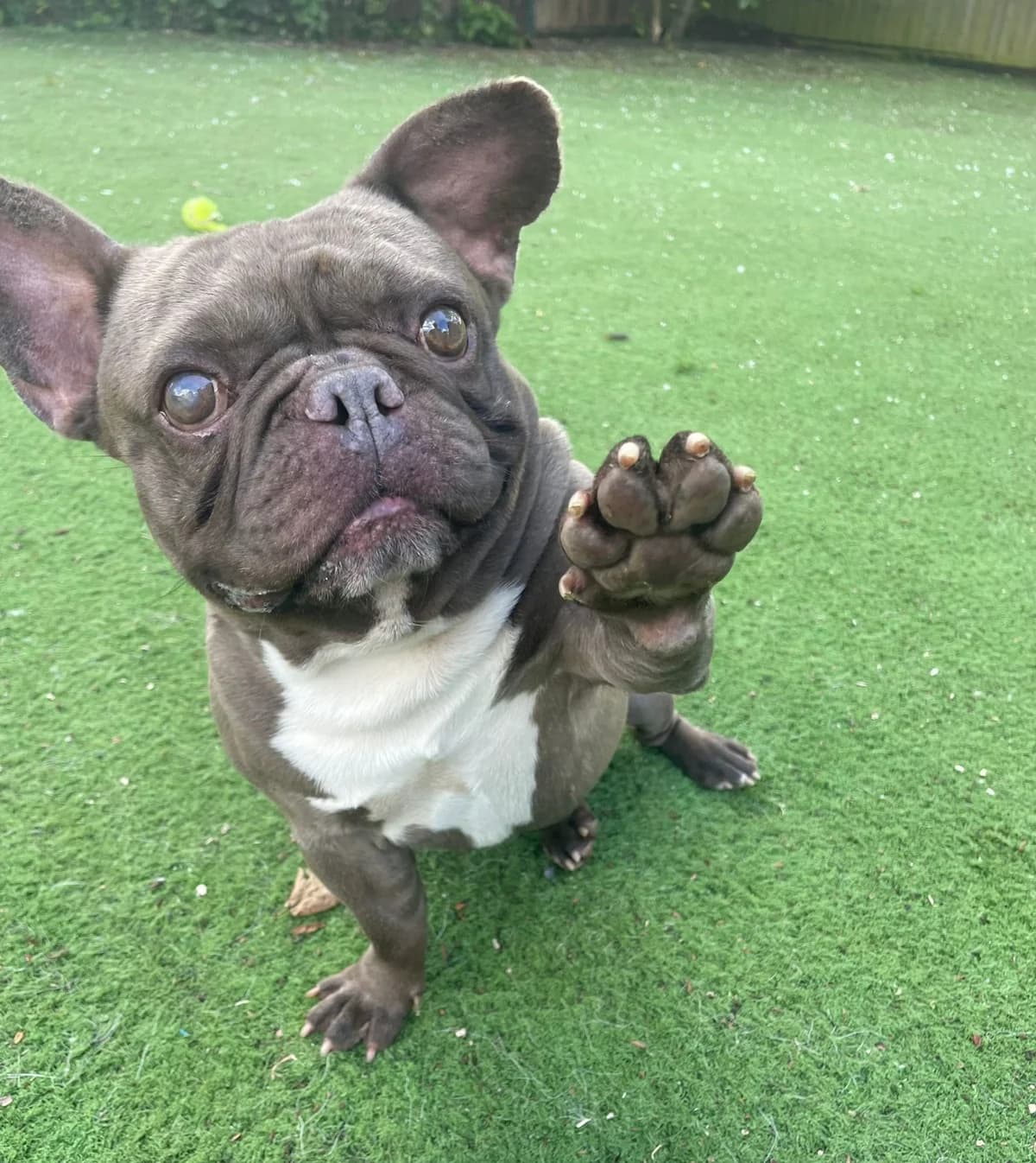 Billy, female 3yo English Bulldog for adoption at All Dogs Matter, London