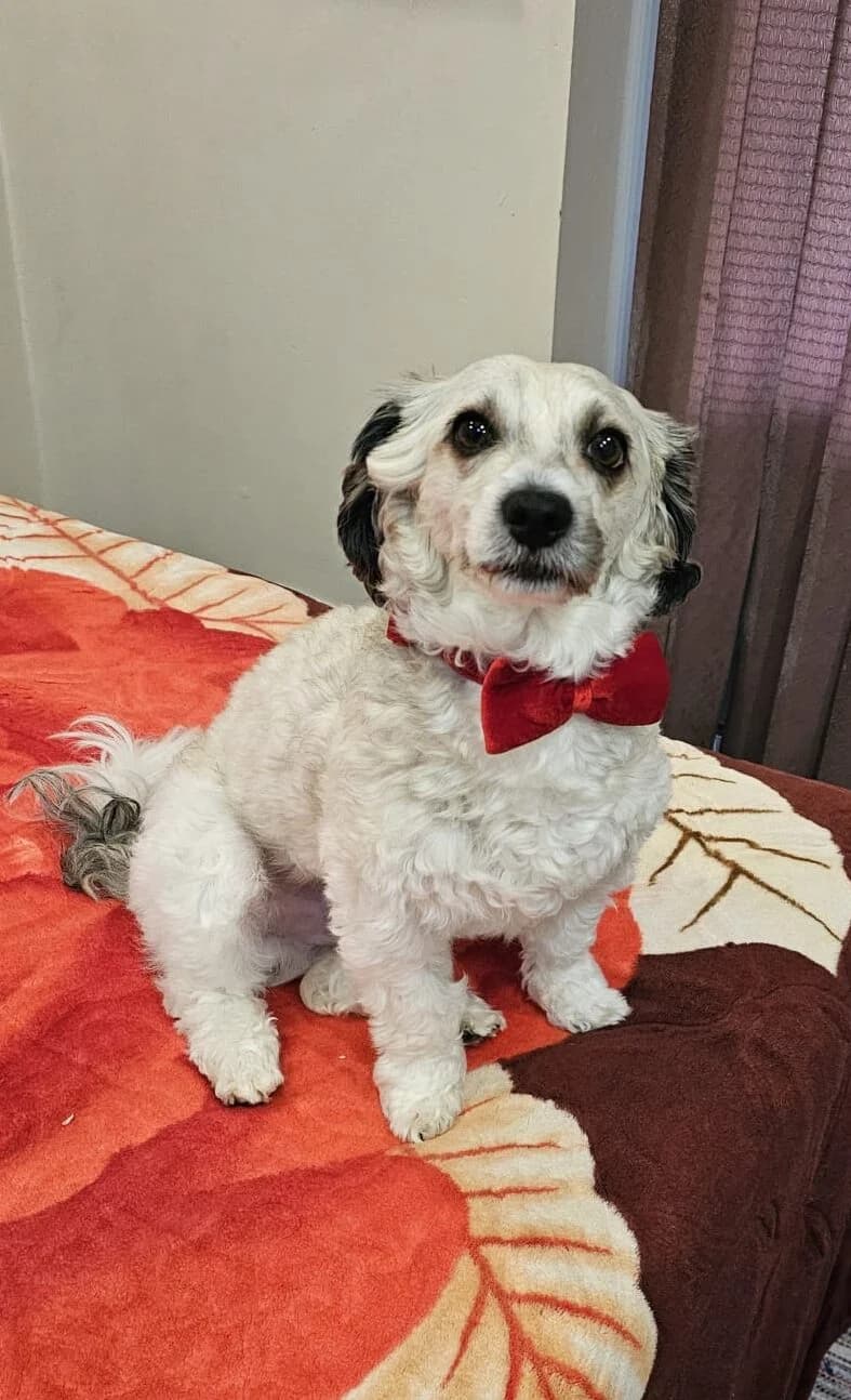 Bingo,  (All Dogs Matter)
