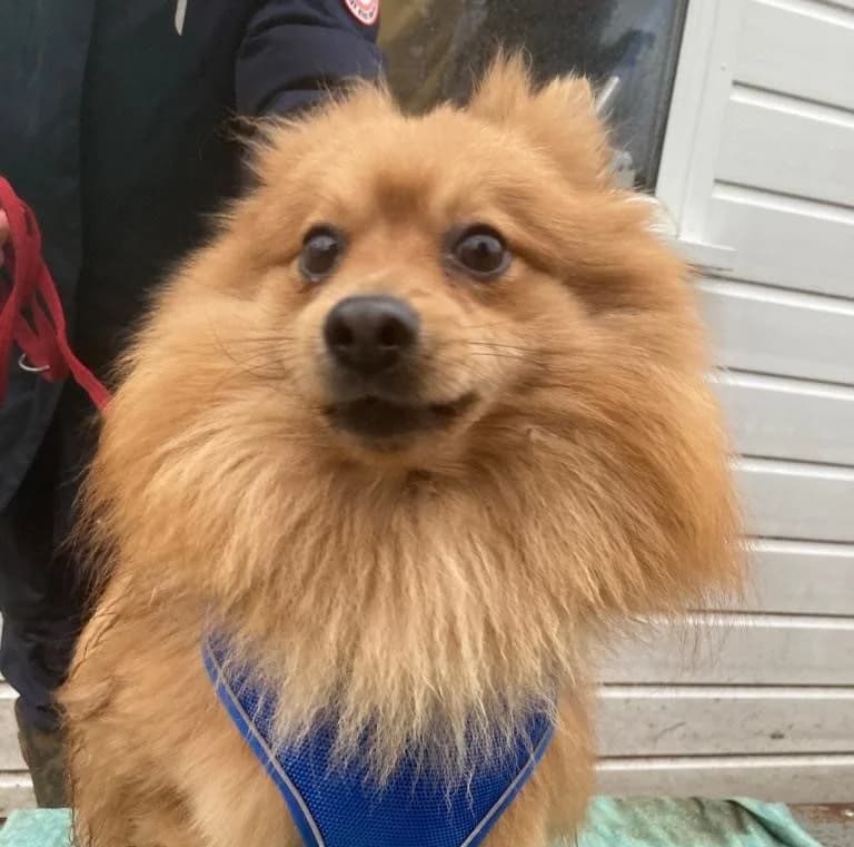 Biscuit, female young mixed breed for adoption at All Dogs Matter, London