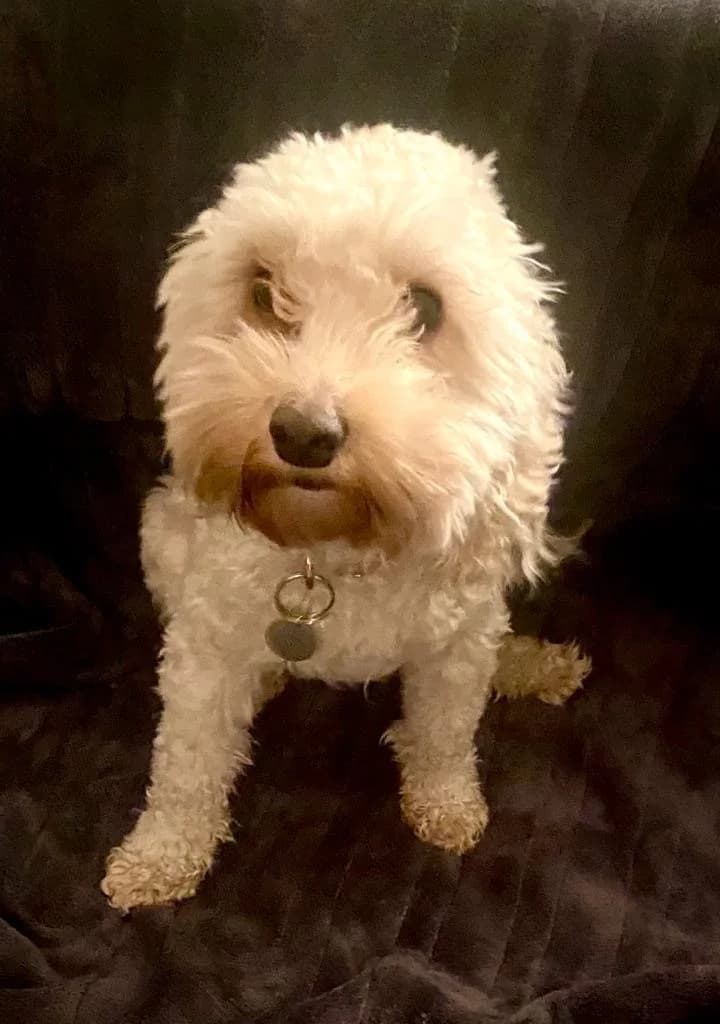 Biscuit, female young mixed breed for adoption at All Dogs Matter, London