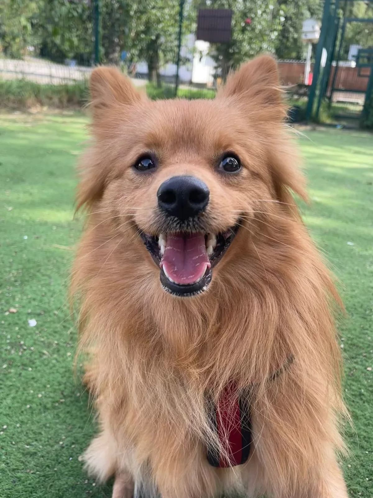 Biscuit,  (All Dogs Matter)