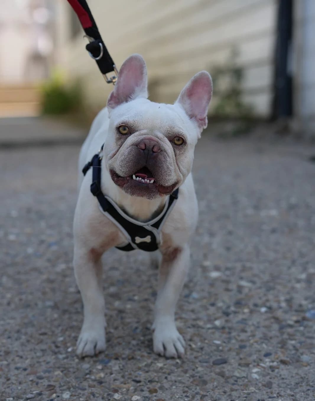 Blanco,  (All Dogs Matter)