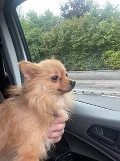 Blossom,  (All Dogs Matter)