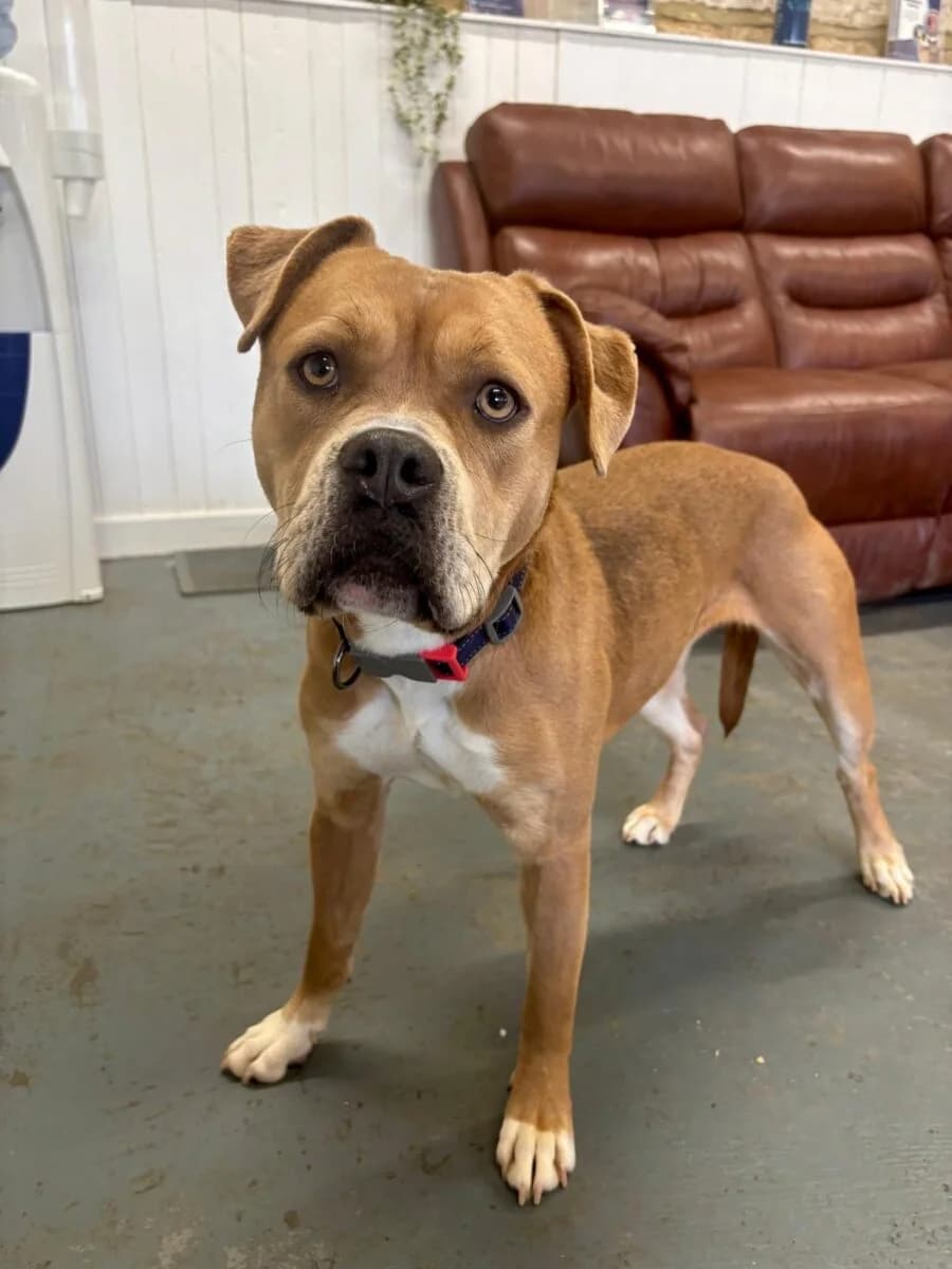 Blueberry, female young mixed breed for adoption at Newcastle Dog and Cat Shelter, Newcastle