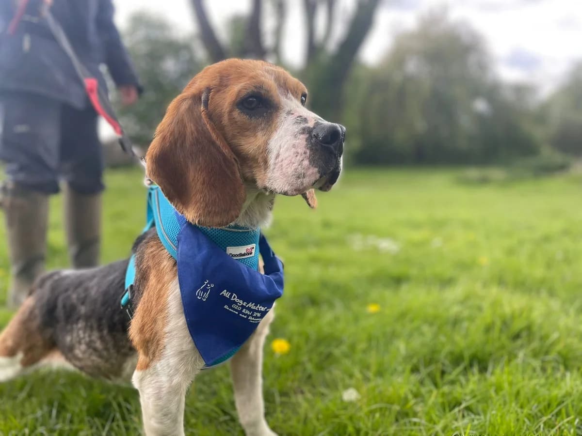 Bob, male senior Mixed Breed for adoption at Freshfields Animal Rescue, Liverpool