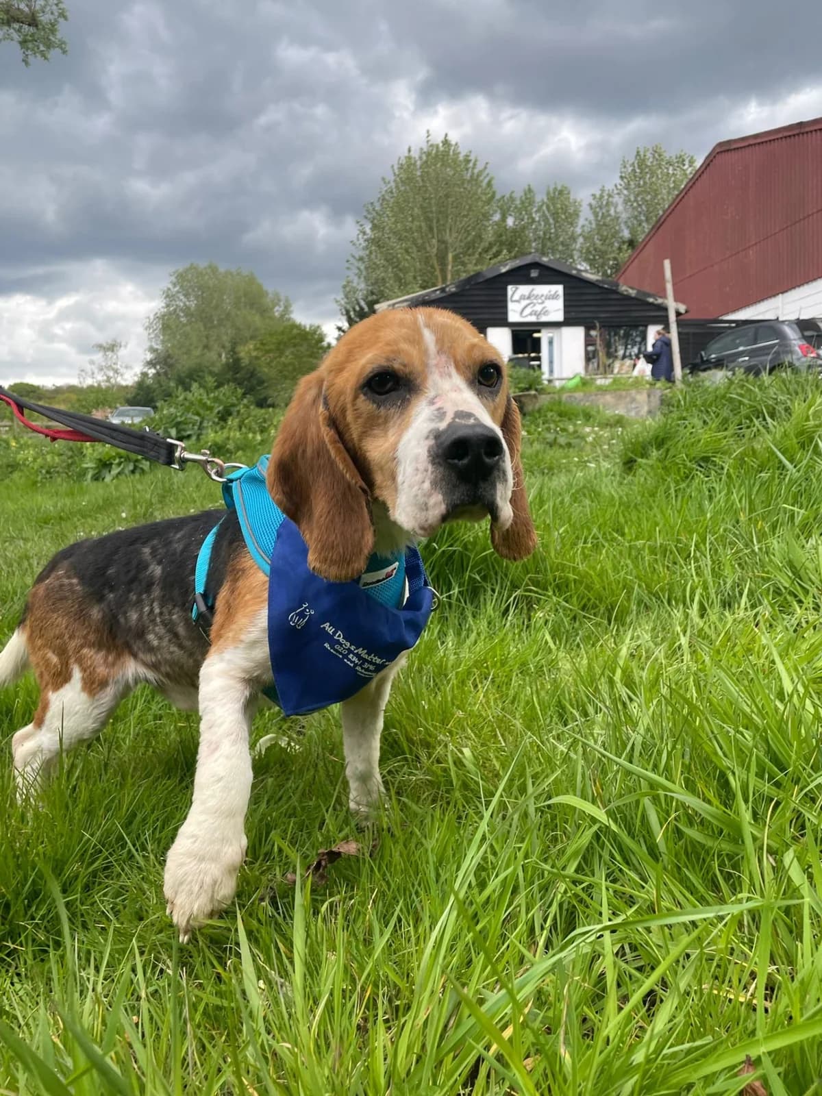 Bob, male Mixed Breed for adoption at Freshfields Animal Rescue, Liverpool photo 2