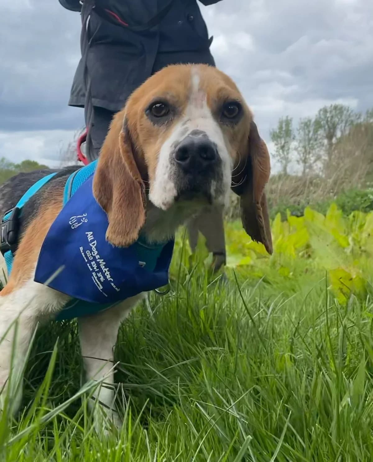 Bob, male Mixed Breed for adoption at Freshfields Animal Rescue, Liverpool photo 3