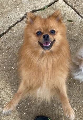 Bob,  (All Dogs Matter)