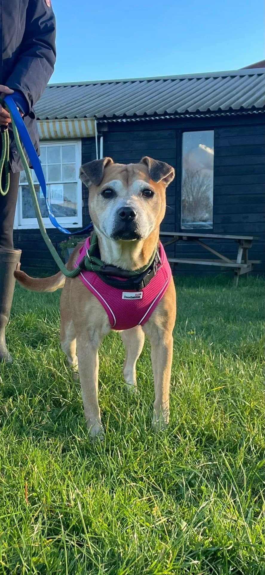 Bobbi, female 6yo mixed breed for adoption at All Dogs Matter, London