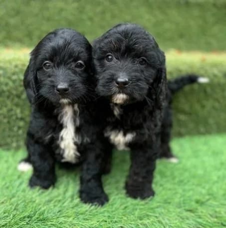 Bobbie and Blinky,  (All Dogs Matter)