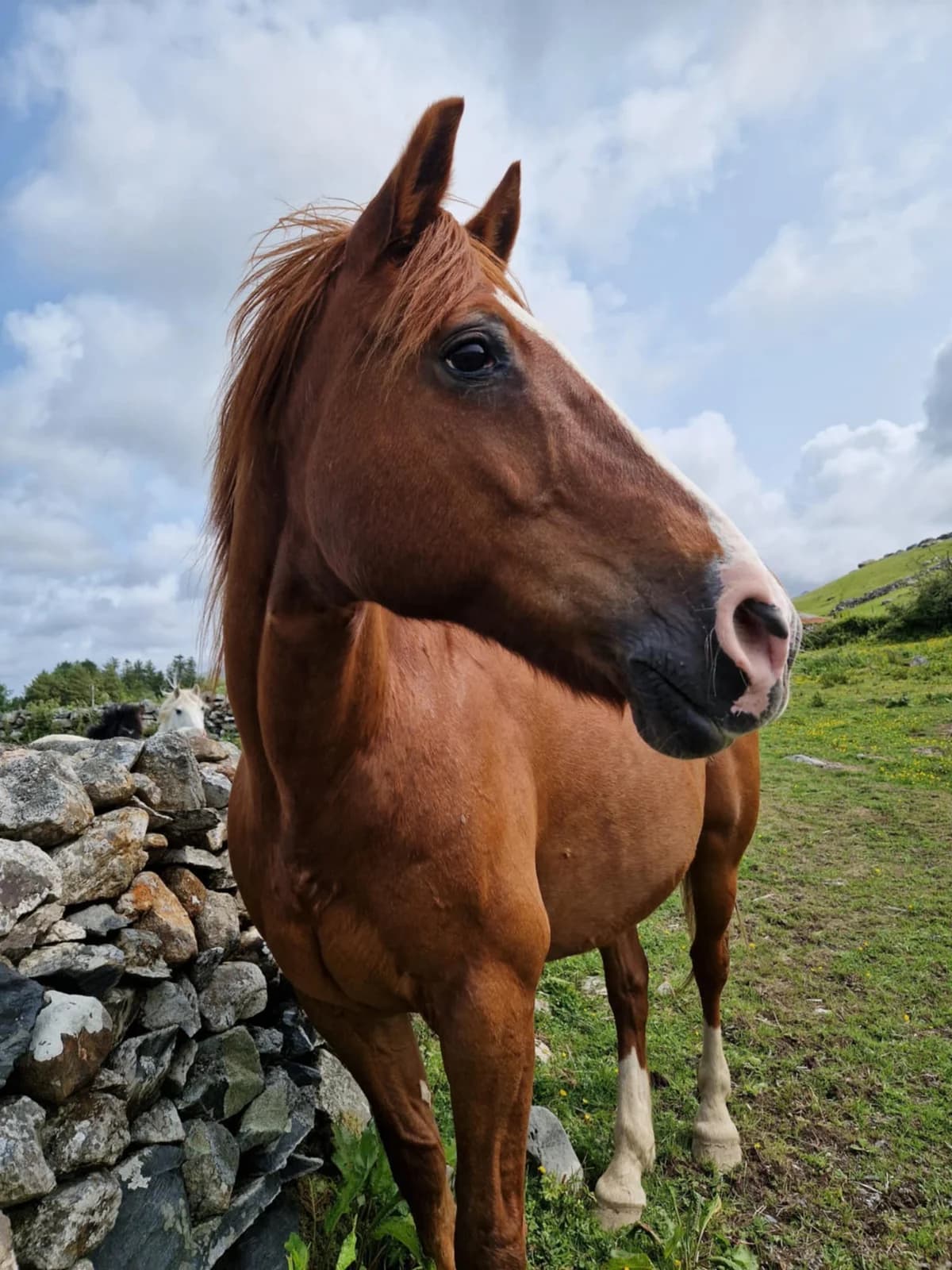 Bobby, male senior Equine for adoption at Freshfields Animal Rescue, Liverpool