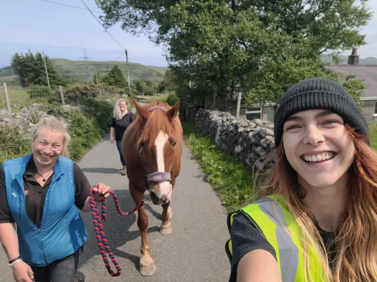 Bobby, male Equine for adoption at Freshfields Animal Rescue, Liverpool photo 2