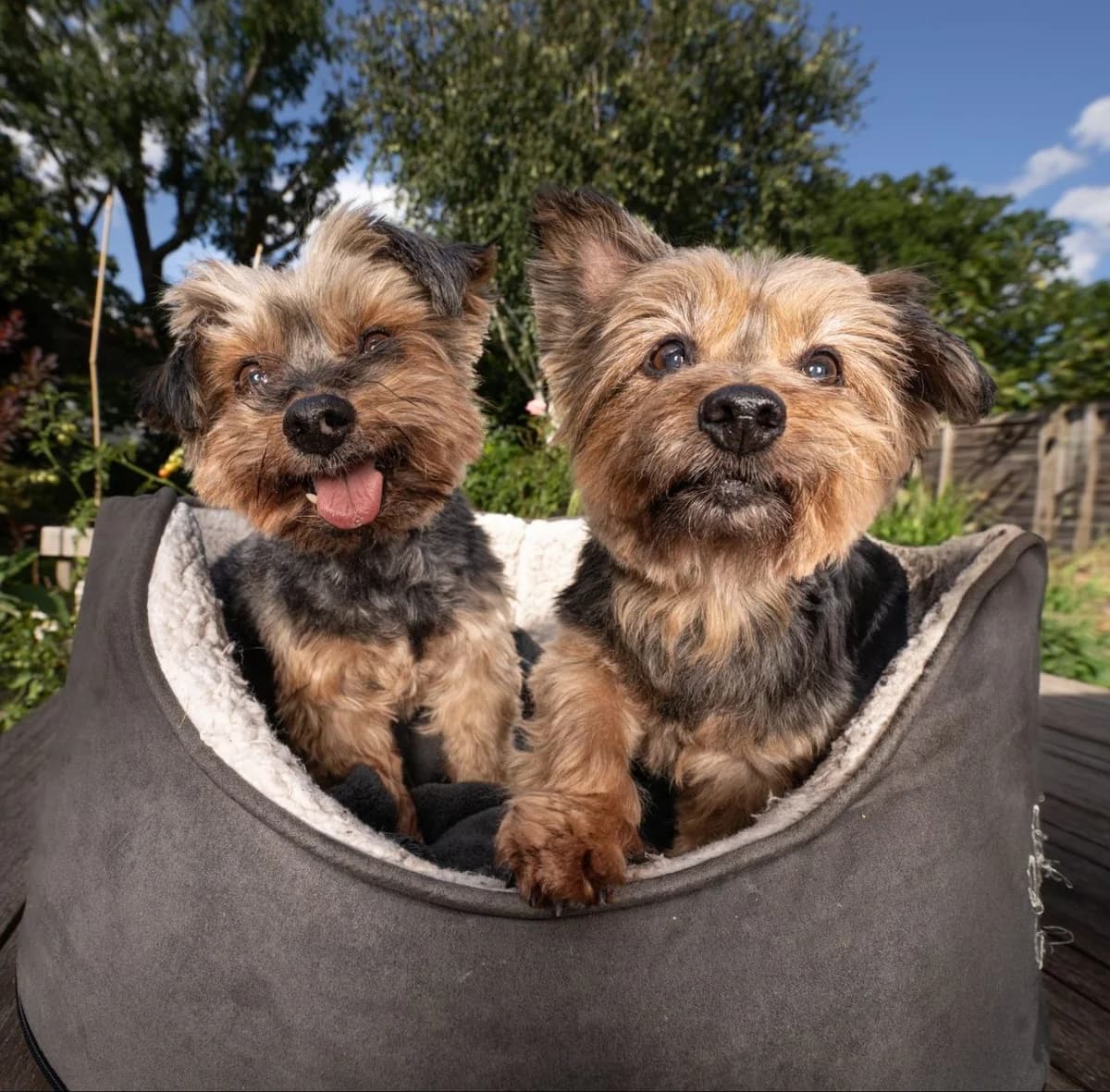 Bobby and Brandy,  (All Dogs Matter)