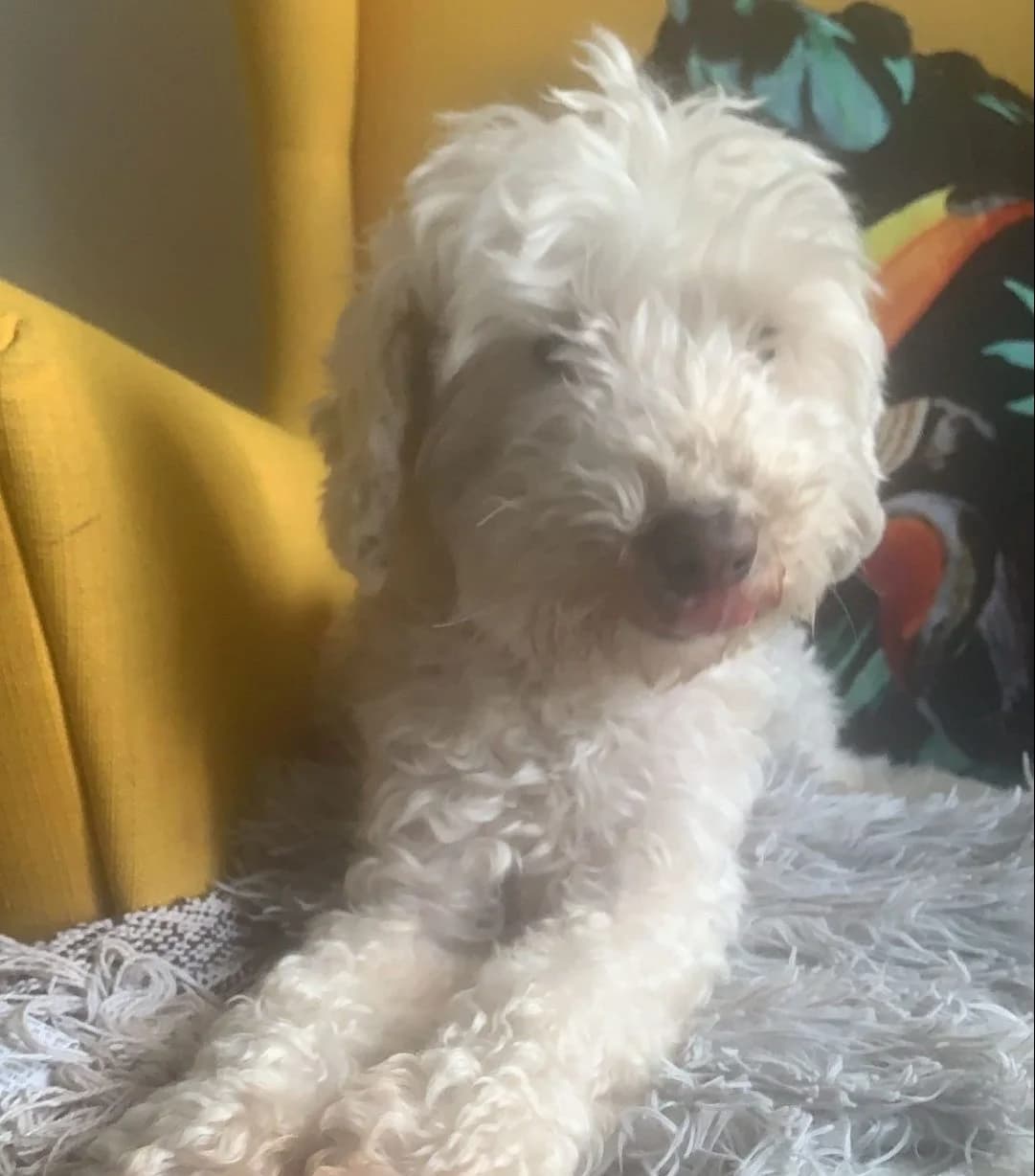 Boden,  (All Dogs Matter)
