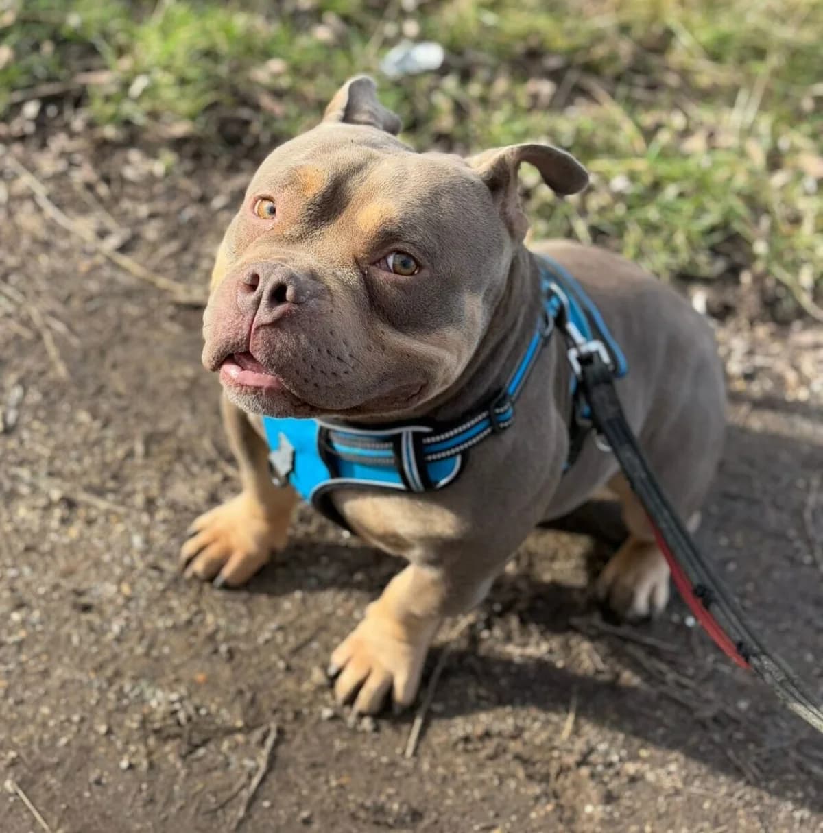 Bongo,  (All Dogs Matter)