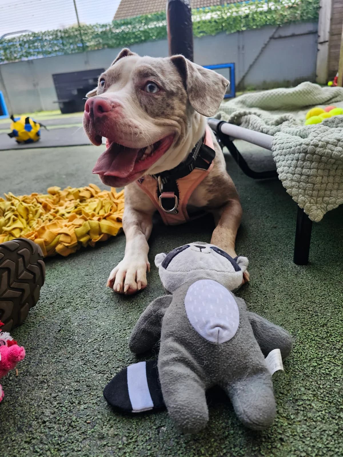 Bobo, brindle  Mixed Breed for adoption at Newcastle Dog and Cat Shelter, Newcastle