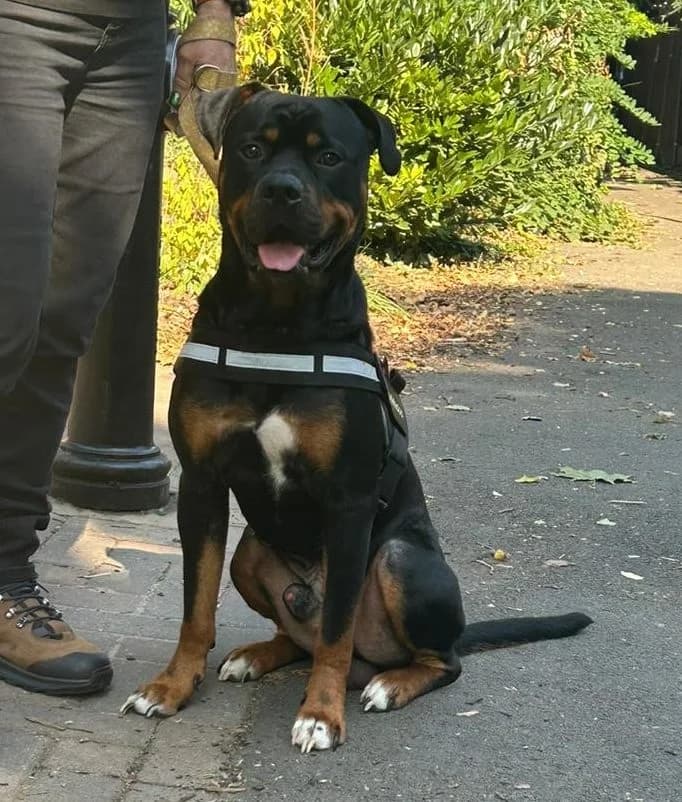 Boo, female young Rottweiler for adoption at All Dogs Matter, London