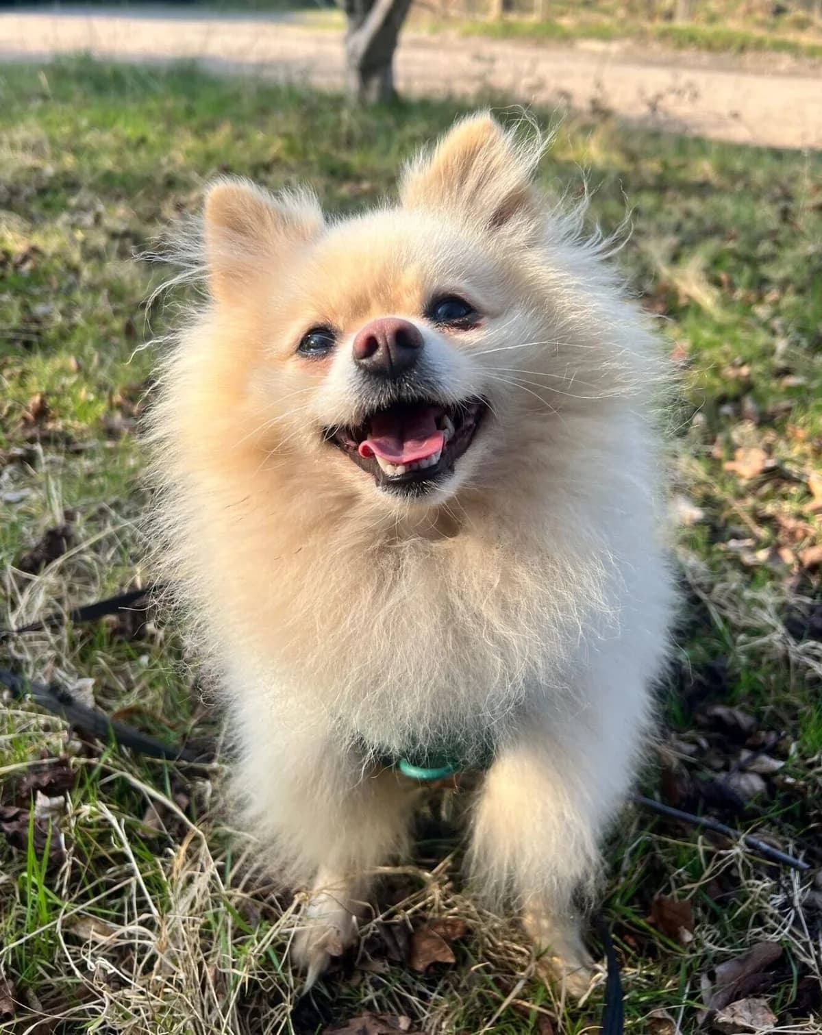 Boshko,  (All Dogs Matter)