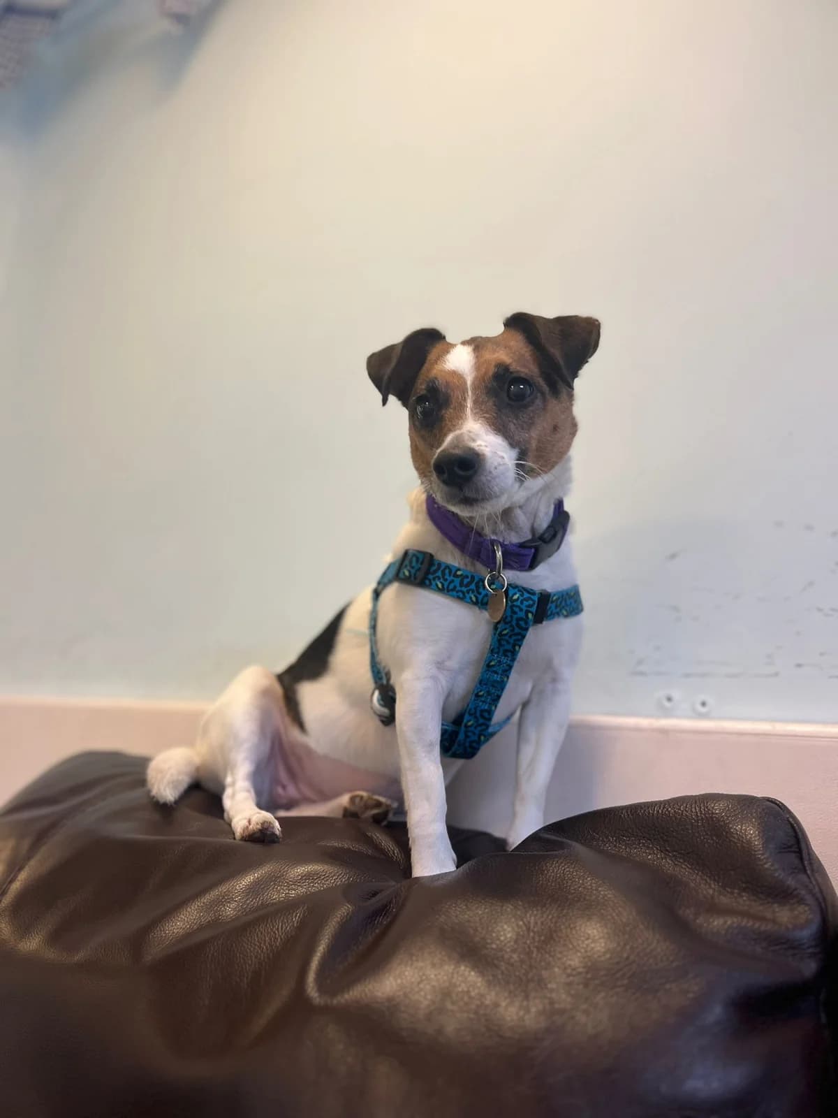 Brandi,  Jack Russell Terrier for adoption at Bristol Animal Rescue Centre, Bristol