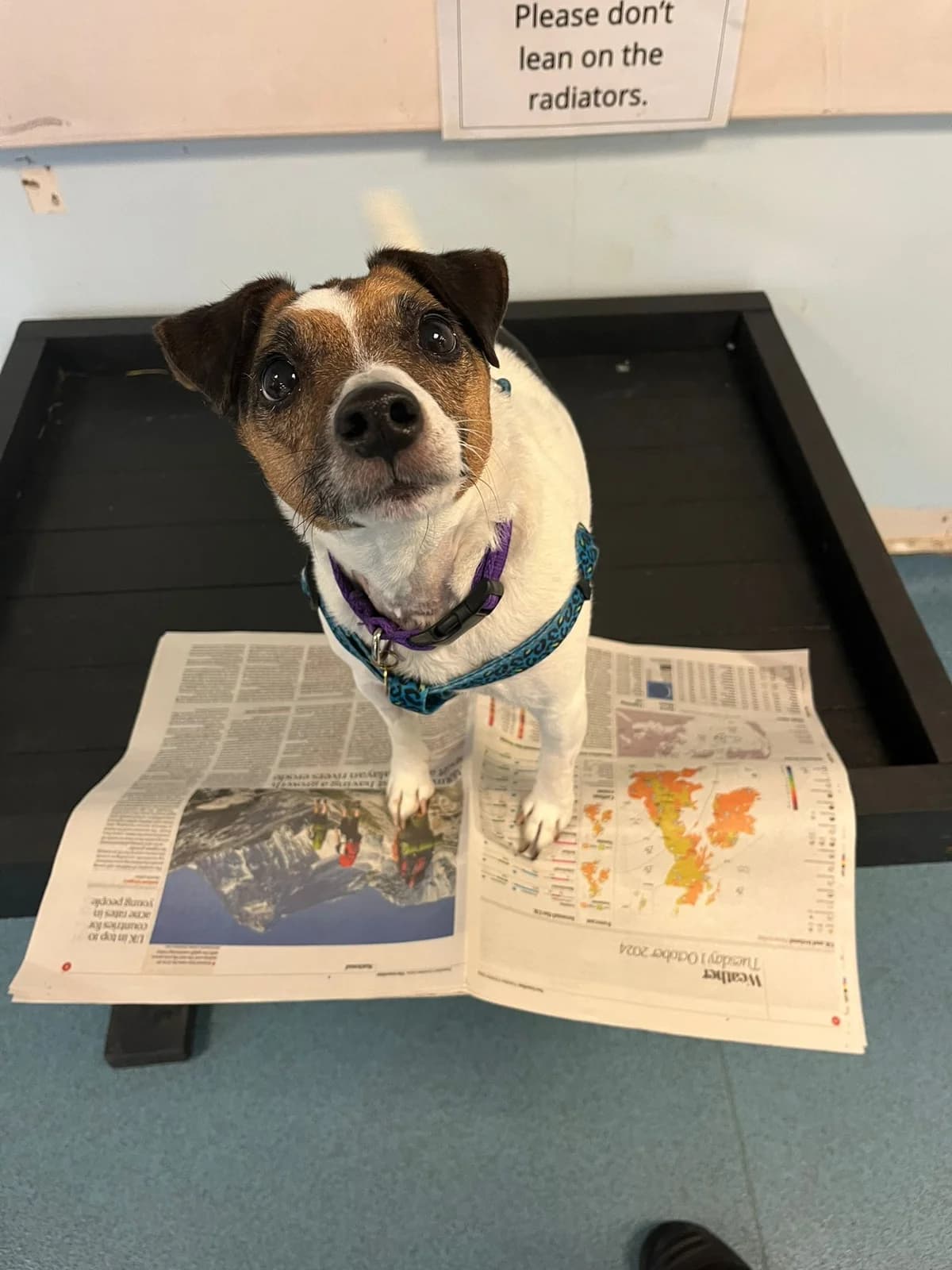 Brandi, brown and white female Jack Russell Terrier for adoption at Bristol Animal Rescue Centre, Bristol — photo 2 of 34