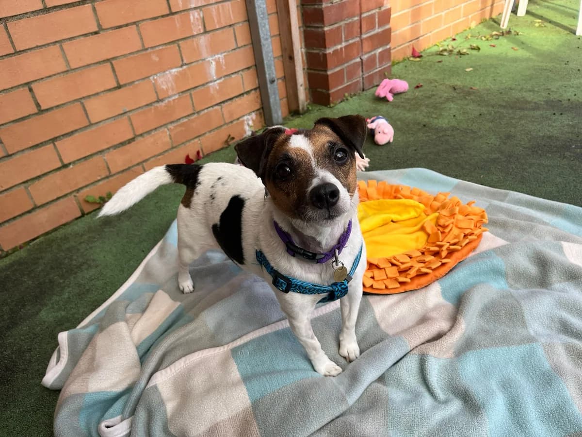 Brandi, brown and white female Jack Russell Terrier for adoption at Bristol Animal Rescue Centre, Bristol — photo 3 of 34