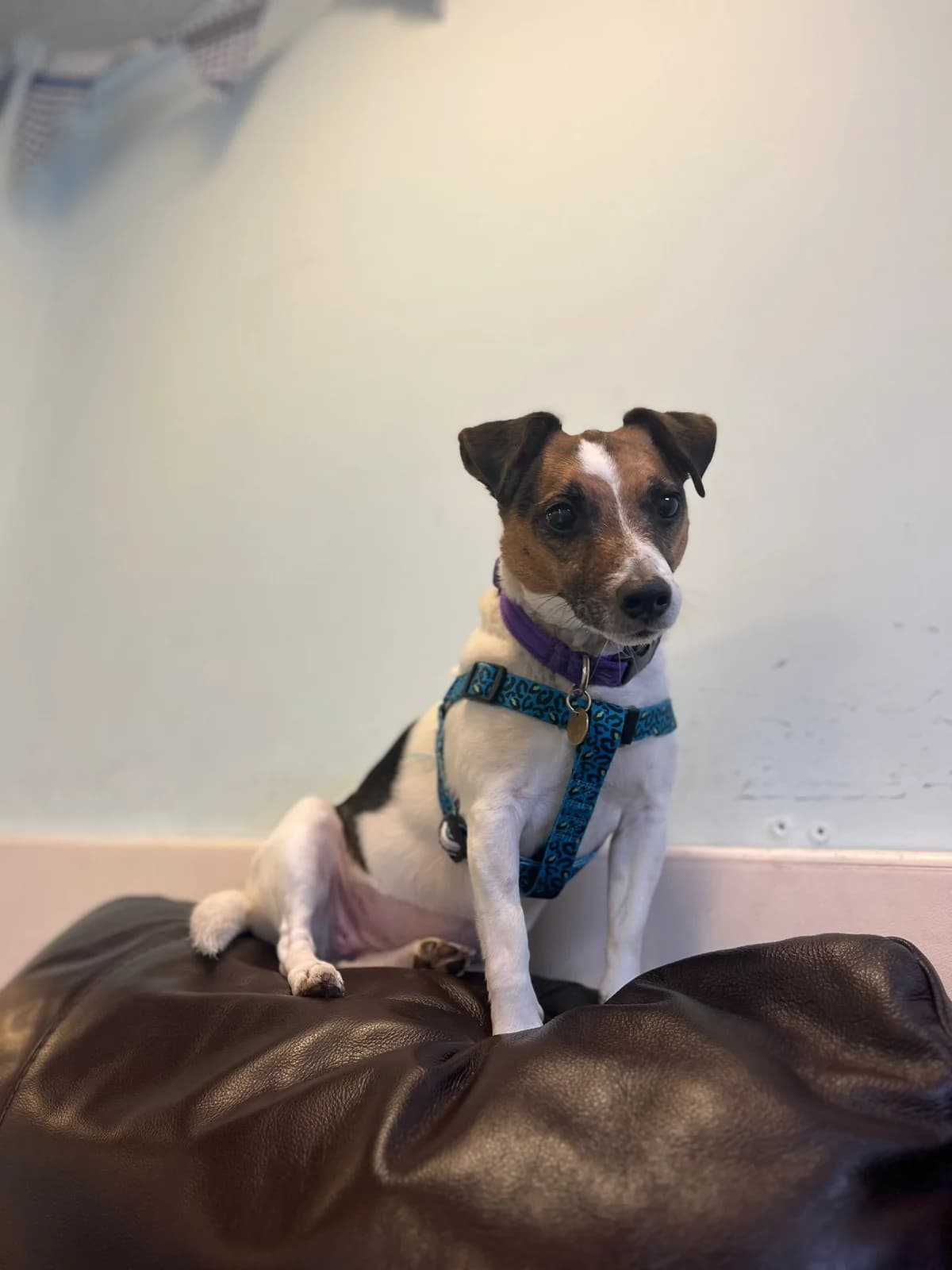 Brandi, brown and white female Jack Russell Terrier for adoption at Bristol Animal Rescue Centre, Bristol — photo 4 of 34