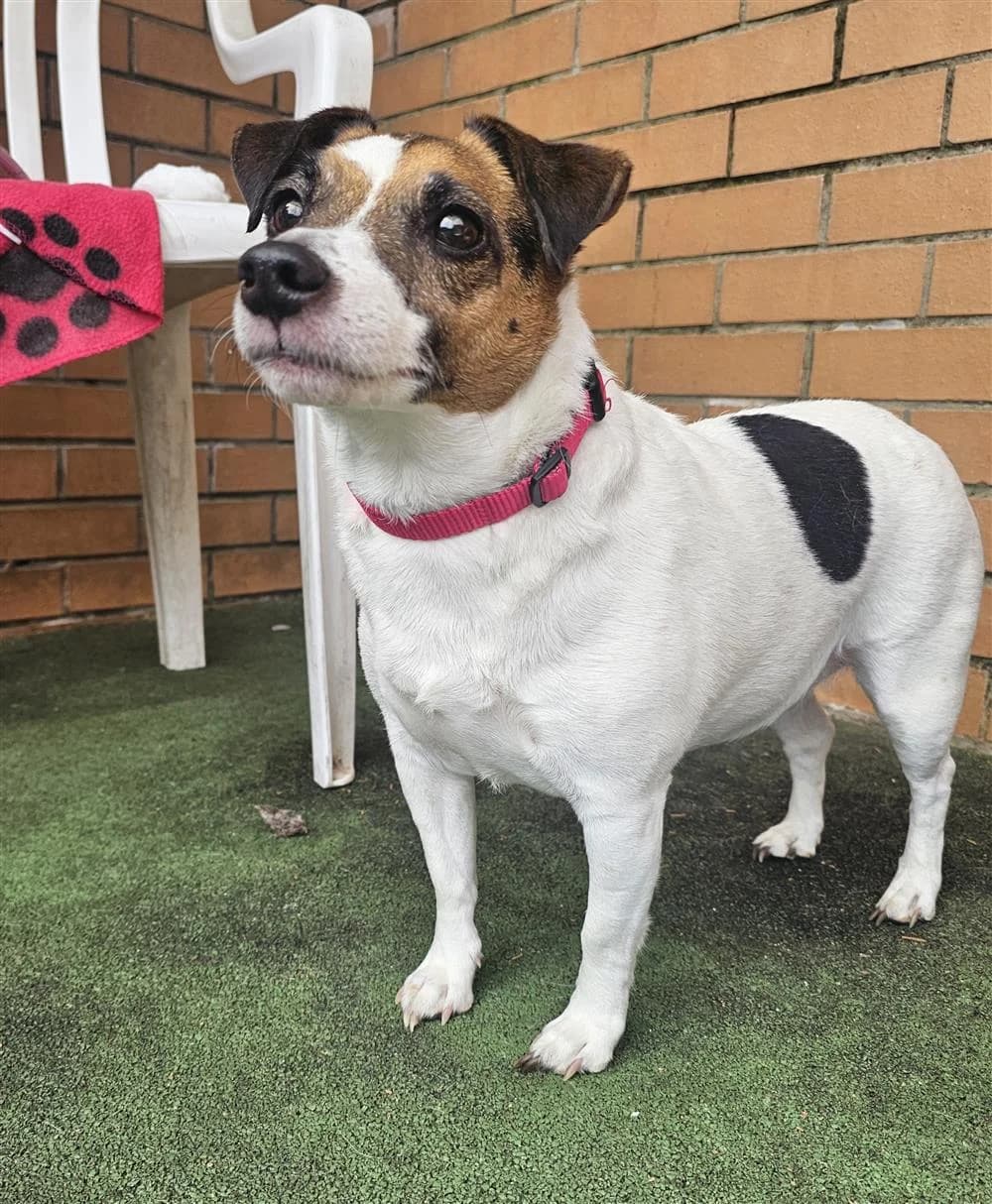 Brandi, brown and white female Jack Russell Terrier for adoption at Bristol Animal Rescue Centre, Bristol — photo 5 of 34