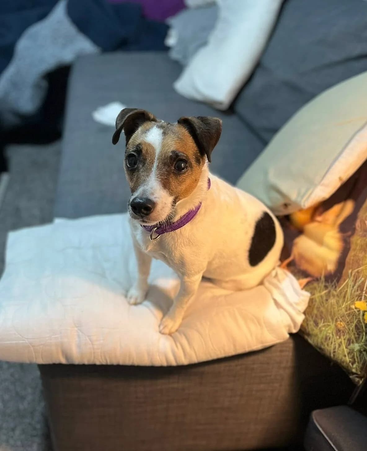 Brandi, brown and white female Jack Russell Terrier for adoption at Bristol Animal Rescue Centre, Bristol — photo 6 of 34