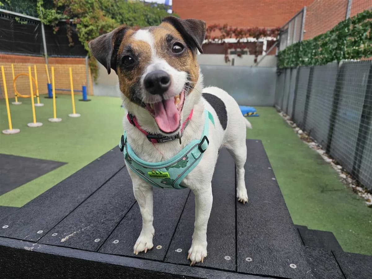 Brandi, brown and white female Jack Russell Terrier for adoption at Bristol Animal Rescue Centre, Bristol — photo 7 of 34