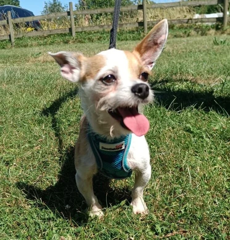 Brett,  (All Dogs Matter)