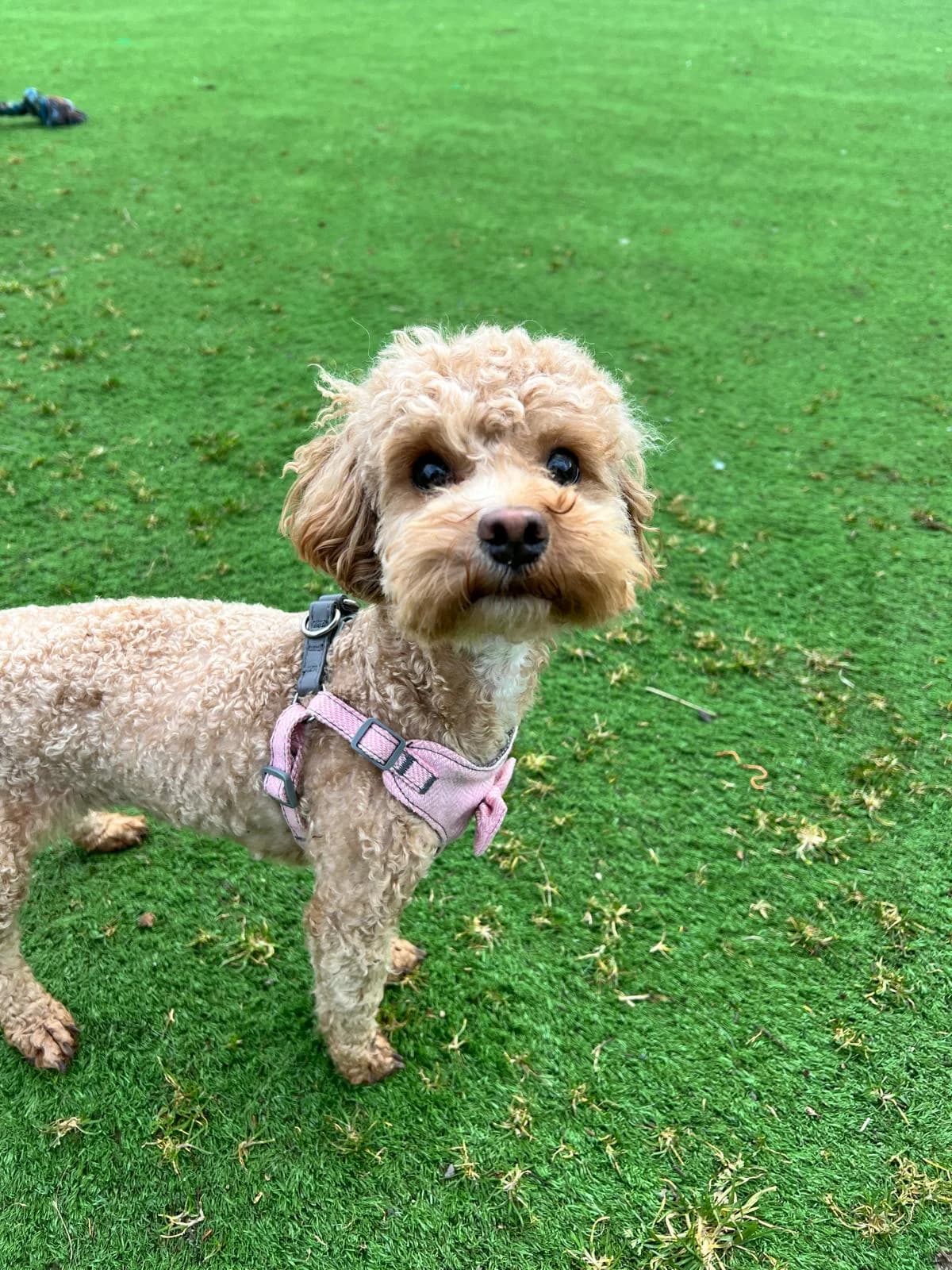 Bri,  (All Dogs Matter)