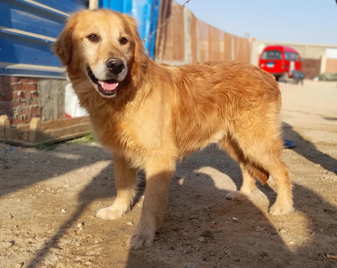Brian,  (All Dogs Matter)