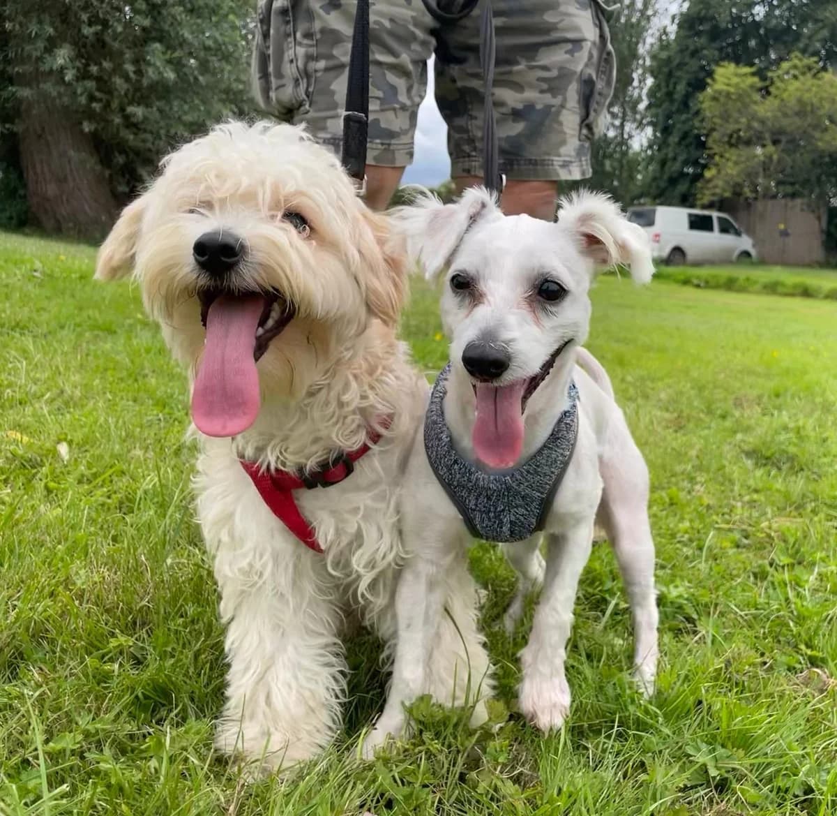 Brian and Cody,  (All Dogs Matter)