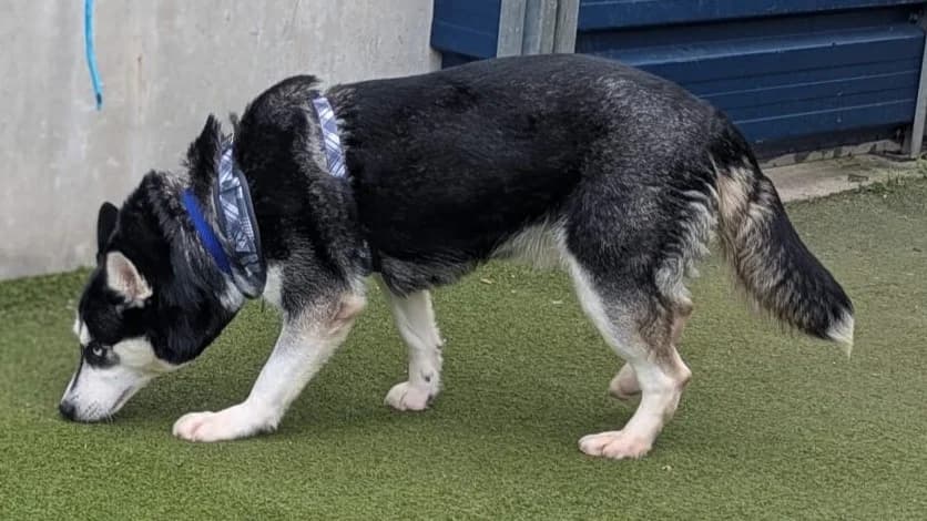 Brie, female 3yo Husky for adoption at Battersea Dogs & Cats Home, London