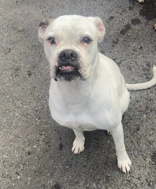 Brooke, female 5yo mixed breed for adoption at All Dogs Matter, London